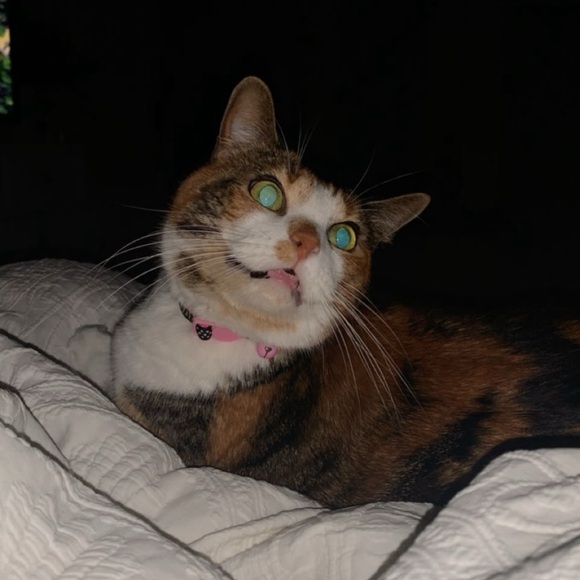 Meet your Posher, Autumn - Picture 1 of 1